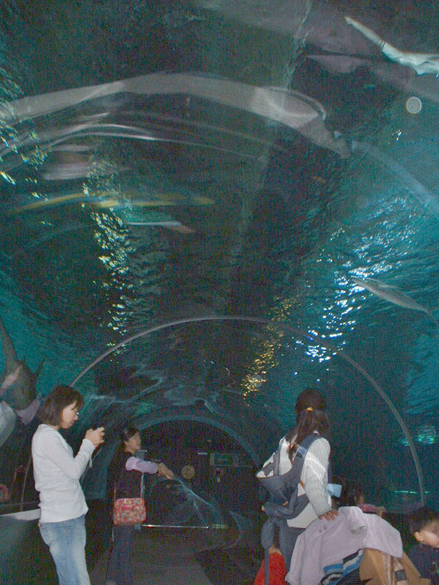 首爾 COEX Mall 水族館