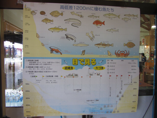 富山灣 魚類