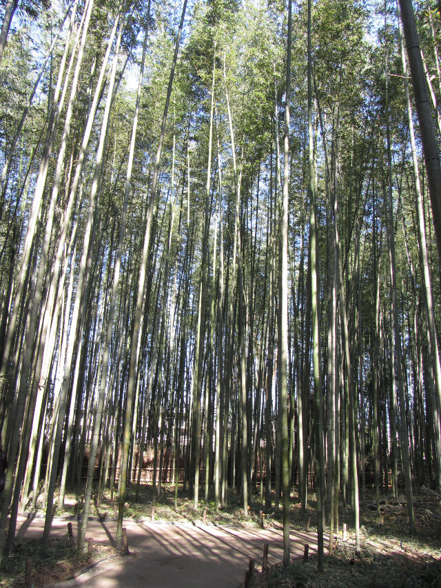 嵐山嵯峨野 竹林の散策路