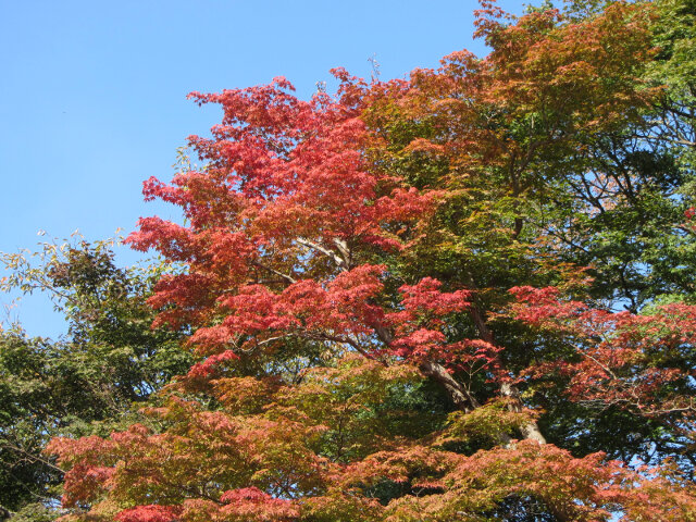 京都嵐山嵯峨野 紅葉