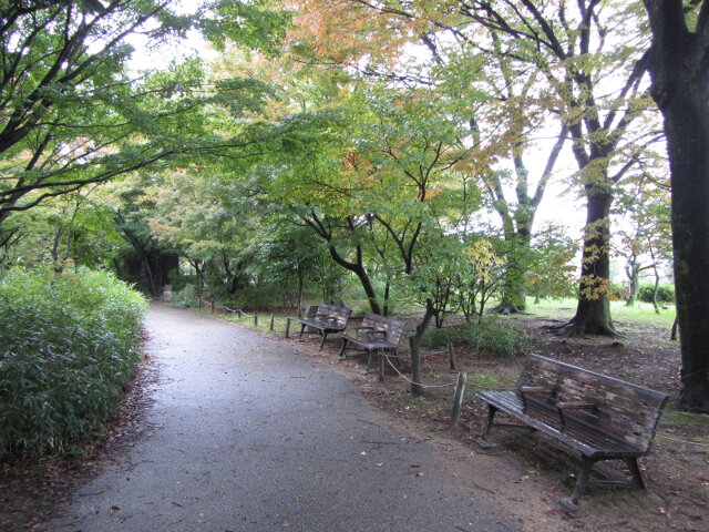 京都 梅小路公園 楓葉步道