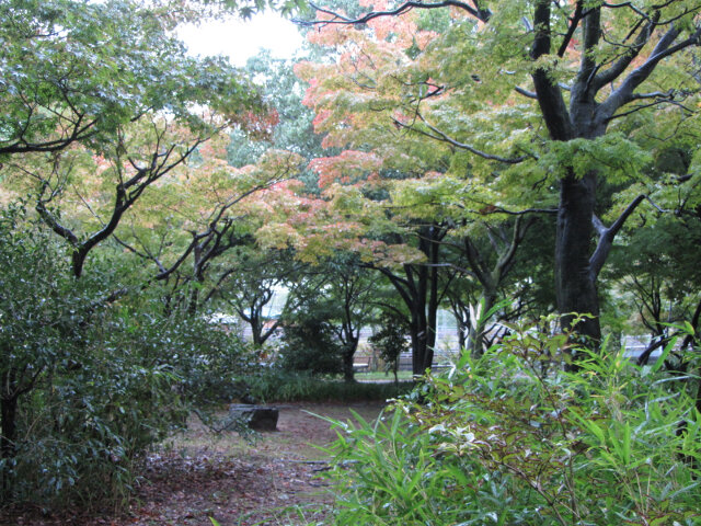 京都 梅小路公園 楓葉步道