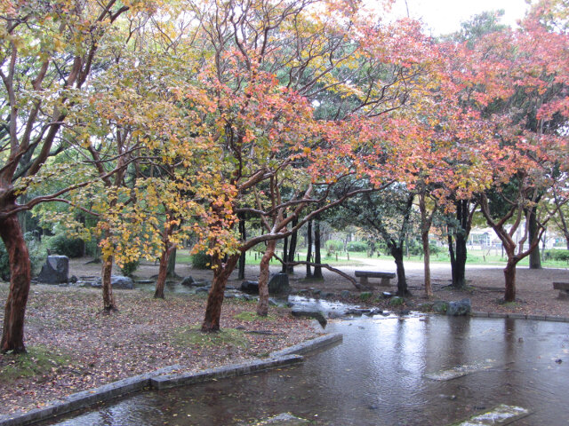 京都 梅小路公園 秋天紅楓葉景色