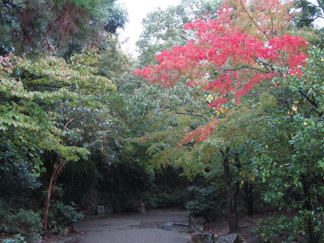 京都 梅小路公園 秋天楓葉景色