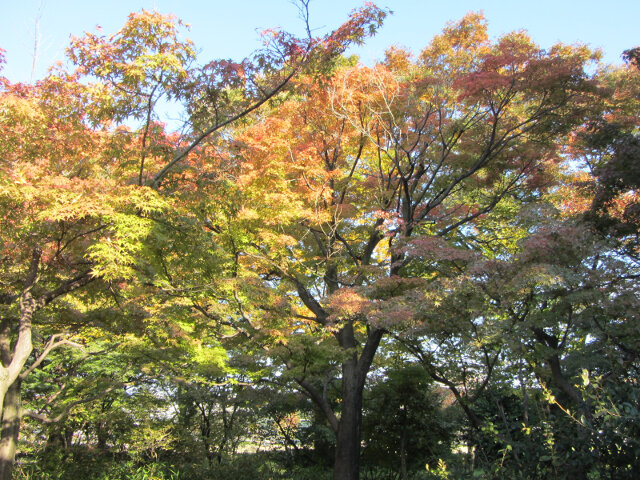 京都 梅小路公園 紅楓葉