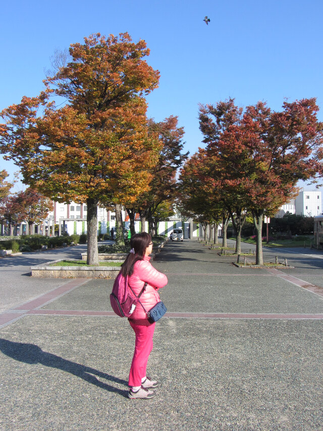 京都梅小路公園紅楓葉