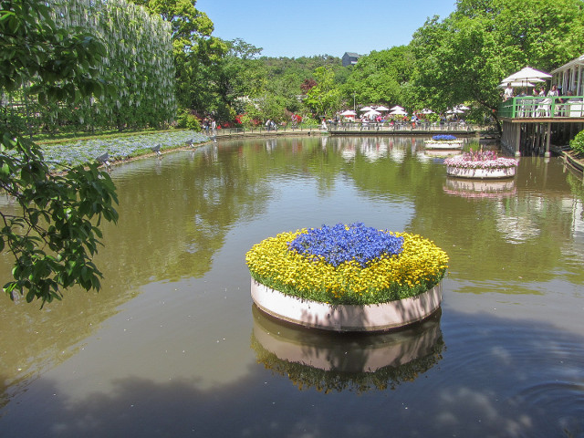 足利花卉公園 水上花壇