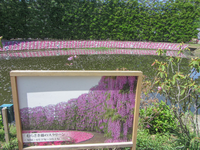 足利花卉公園 紫藤屏幕 (むらさき藤のスクリーン)