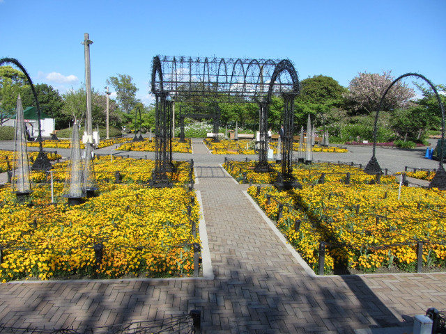 日本桑名市 名花之里 長島啤酒園前黃色花圃