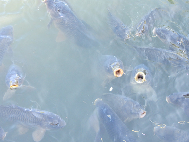 名花之里 (なばなの里) 池塘中等待餵飼的鯉魚