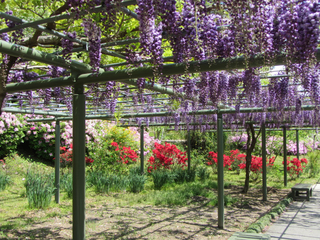 日本濱松花卉公園 紫藤棚