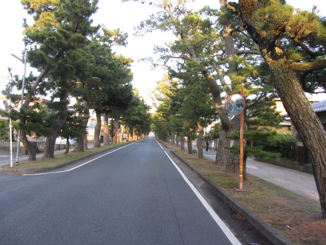 濱松馬郡車庫巴士總站步行往弁天島海濱公園 舊東海道松並木