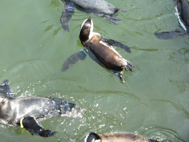 掛川花鳥園 企鵝水池