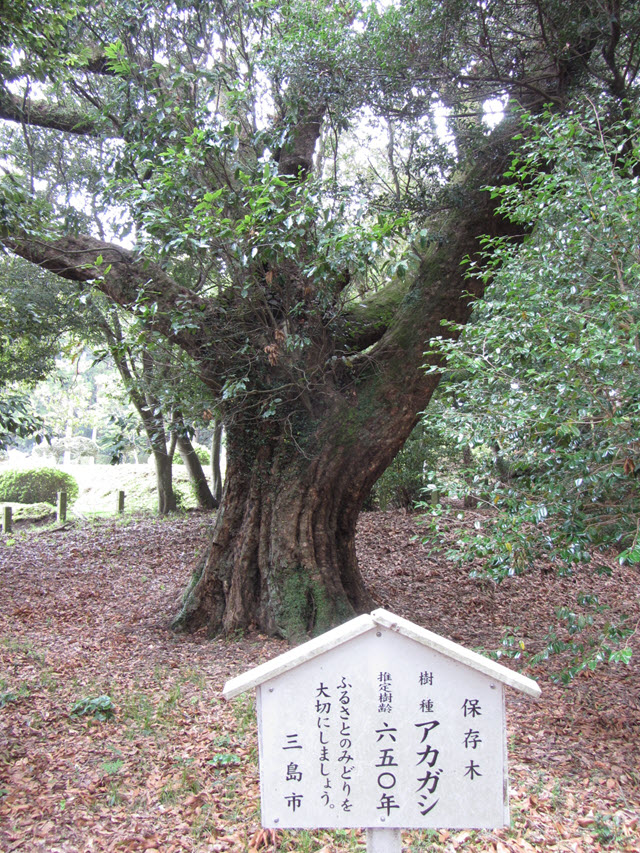 山中城．本丸 駒形諏訪神社の大カシ 樹齡超過650年的巨樹