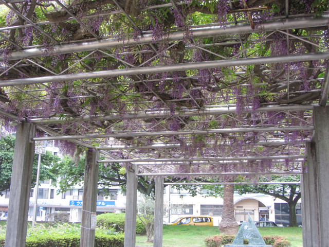 靜岡縣熱海市太陽海灘公園步行到熱海纜車站 日本中部 關東春遊