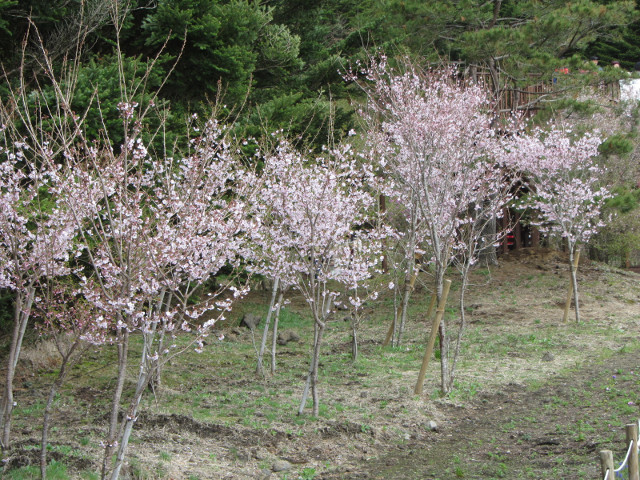 山梨縣 富士河口湖町．富士芝櫻祭會場 櫻花