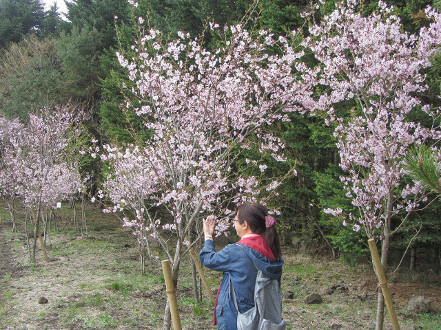 山梨縣 富士河口湖町．富士芝櫻祭會場 櫻花