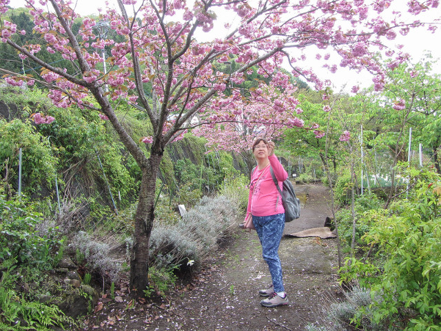 山梨縣富士河口湖町 河口湖畔步道花園 燦爛櫻花