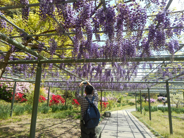 日本濱松花卉公園 紫藤棚
