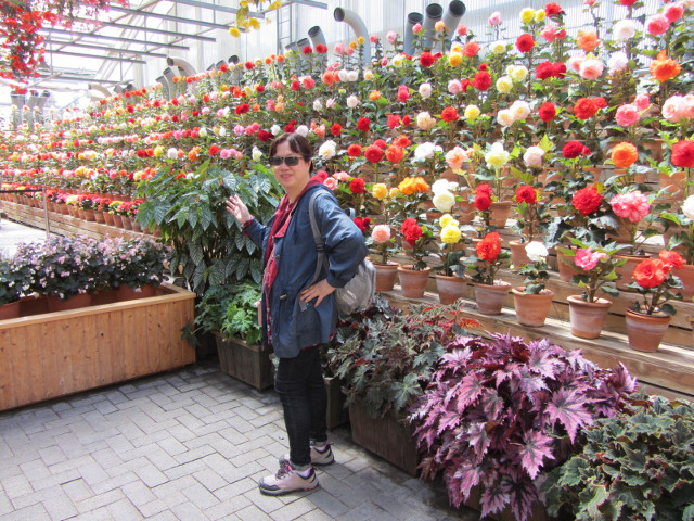 日本桑名市 名花之里 秋海棠溫室花園