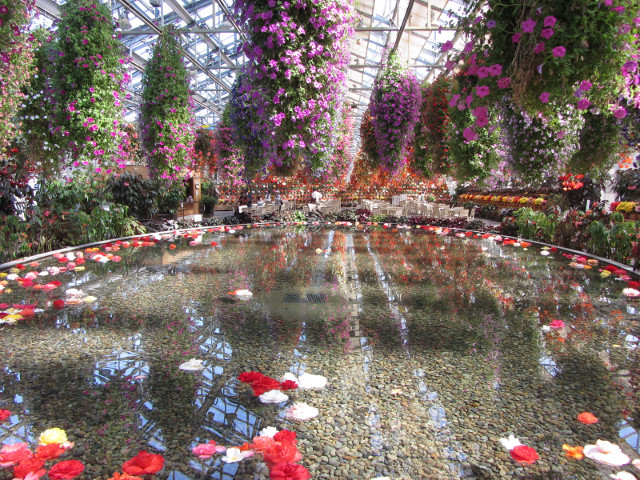 日本桑名市 名花之里 秋海棠溫室花園 水池