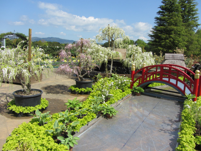 日本濱松．濱松花卉公園 紫藤和白藤