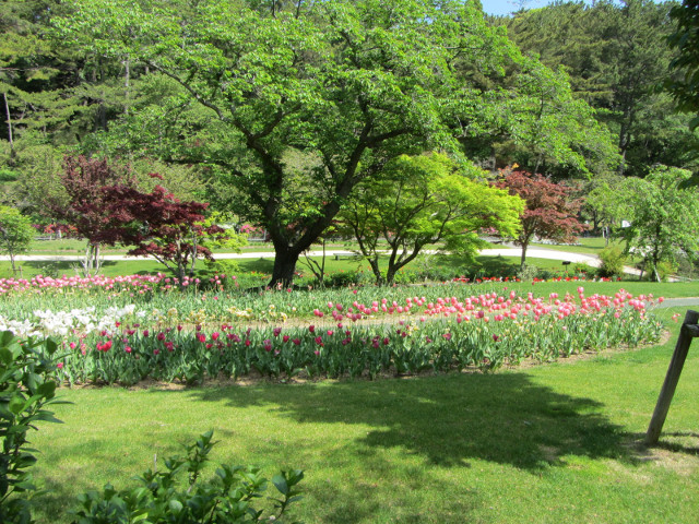 日本濱松花卉公園．水邊的廣場 鬱金香花花圃
