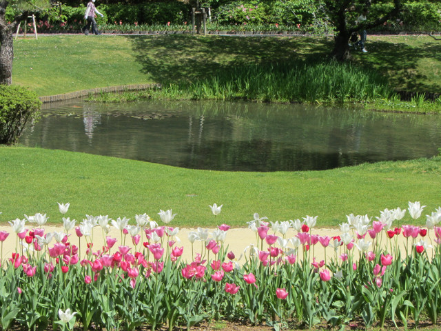 日本濱松花卉公園．水邊的廣場 鬱金香花花圃