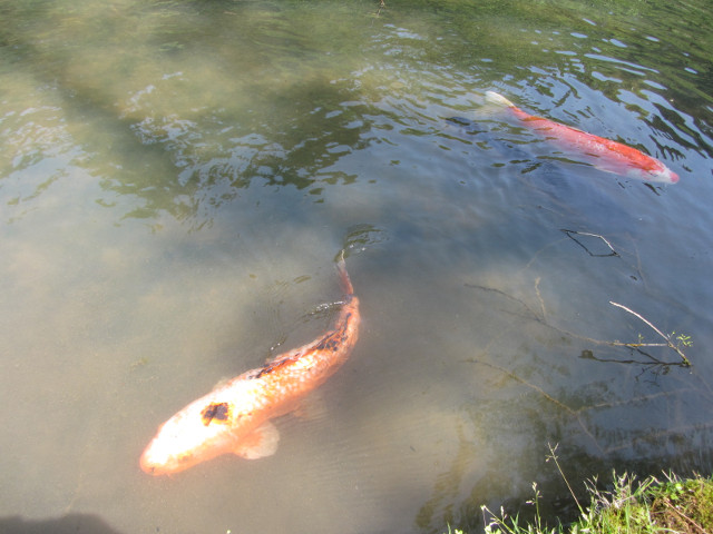 日本濱松花卉公園 水邊的廣場 池塘 鯉魚