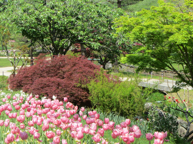 日本濱松花卉公園 水邊的廣場 紅葉