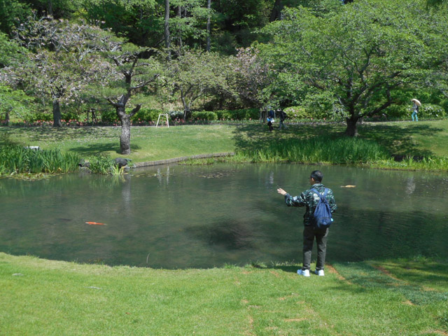 日本濱松花卉公園 水邊的廣場 池塘 鯉魚