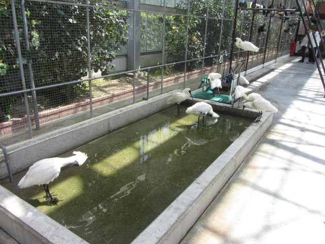 掛川花鳥園 蕉鵑及琵鷺鳥類廣場