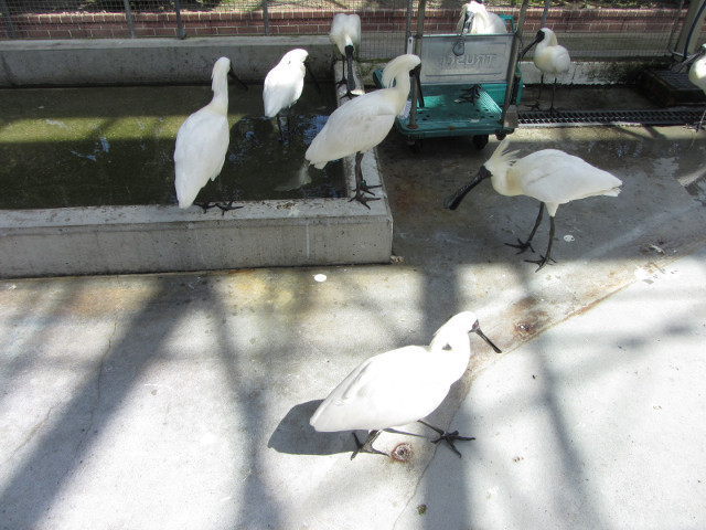 掛川花鳥園 蕉鵑及琵鷺鳥類廣場