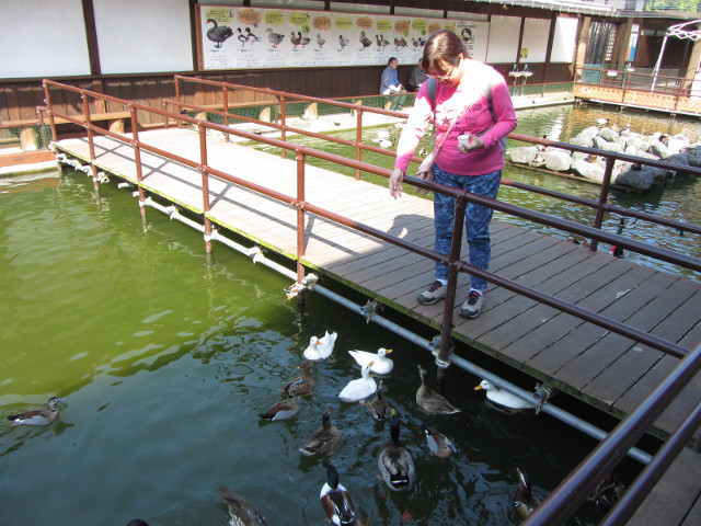 掛川花鳥園 水鴨水池