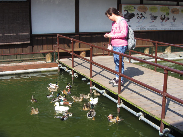 掛川花鳥園 水鴨水池