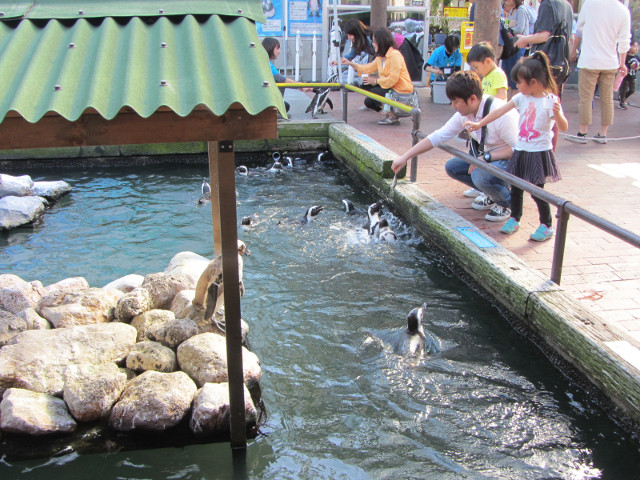 掛川花鳥園 企鵝水池