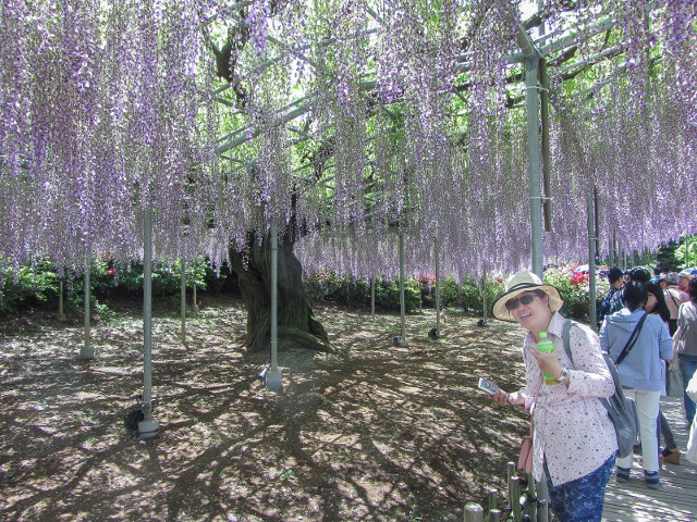 足利花卉公園 紫藤花棚