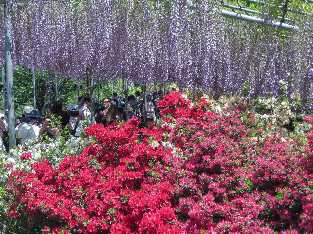 足利花卉公園 紫藤花棚、杜鵑花