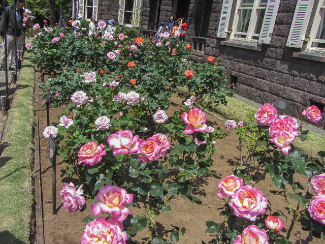 舊古河庭園．玫瑰花園