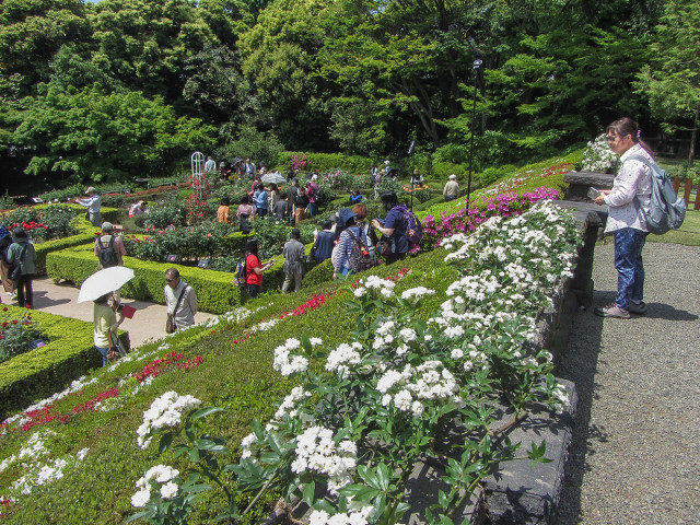 舊古河庭園 西洋庭園 日式庭園 日本中部 關東春遊