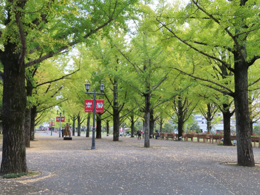 熊本縣廳銀杏樹林 秋天景色