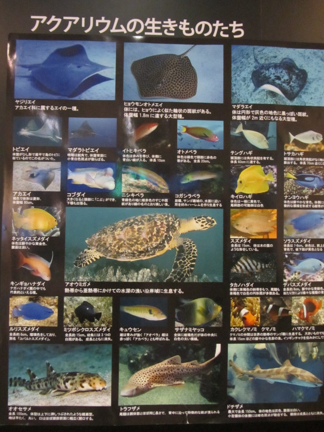 本九州 博多港 博多ふ頭第１ターミナル (博多第一客運大樓) 魚缸飼養的魚類品種介紹牌