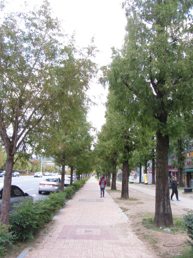 韓國大邱鳳舞公園 (봉무공원) 杉樹路