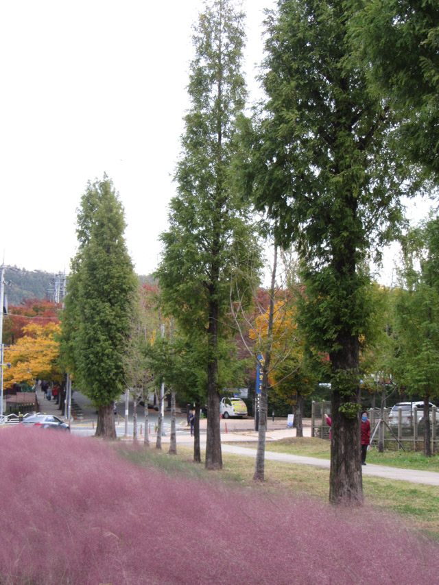 韓國大邱鳳舞公園 (봉무공원) 杉樹路、粉紅亂子草
