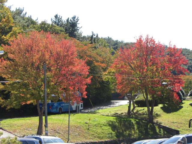 韓國慶州 馬洞長壽豆腐村 秋天紅葉景色