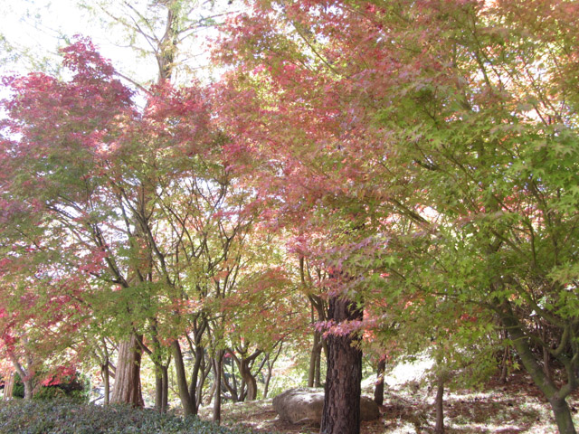 韓國 慶州可隆酒店 (코오롱호텔 Kolon Hotel Kyongju) 紅葉景色