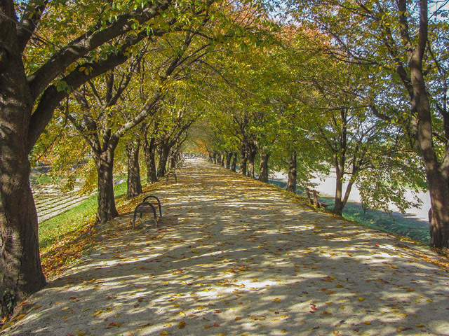韓國安東河回村 洛東江河堤 漂亮櫻樹隧道