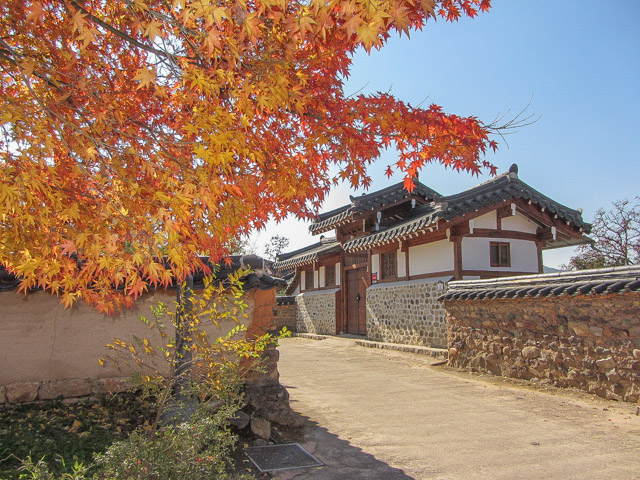 韓國安東河回村 秋天紅楓葉景色