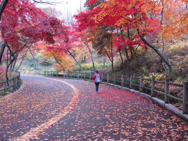 韓國首爾 南山公園 秋天紅葉