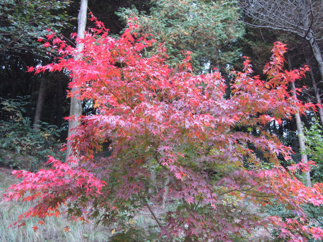 韓國釜山 天魔山紅葉